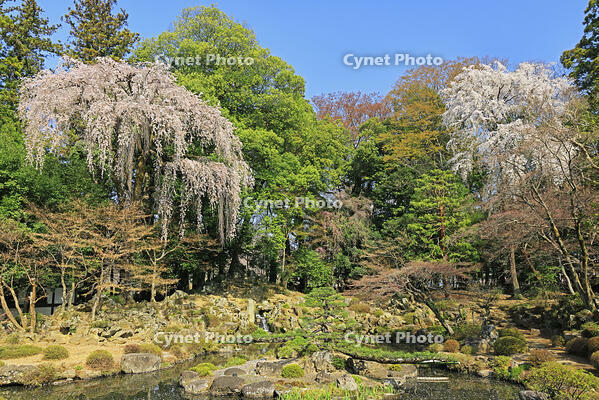 恵林寺の庭園の桜 [GMA110011943]