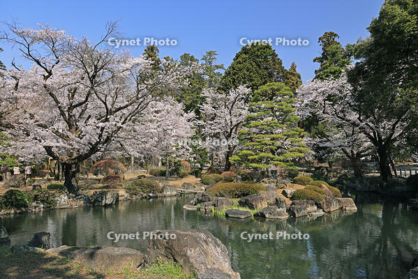 恵林寺の庭園の桜 [GMA110011944]