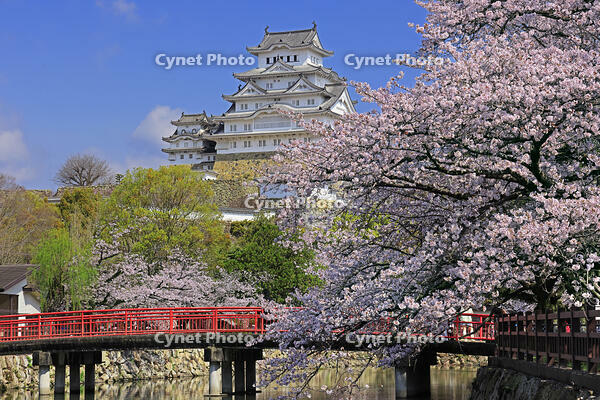 姫路城の城見橋と桜 [GMA110011953]