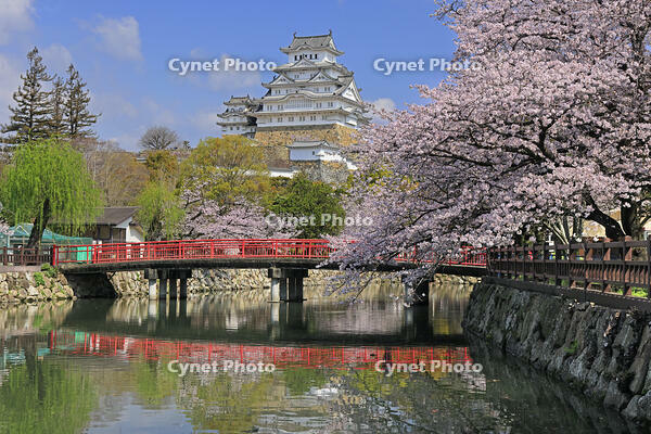 姫路城の城見橋と桜 [GMA110011954]
