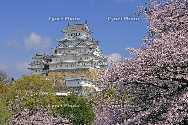 姫路城と桜 [GMA110011955]