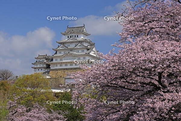 姫路城と桜 [GMA110011960]