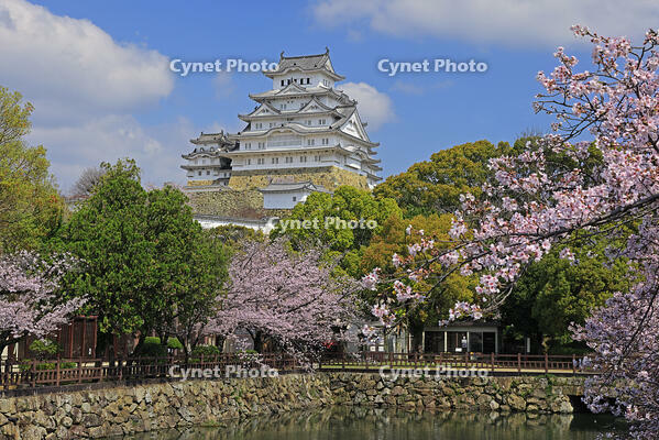 姫路城と桜 [GMA110011961]