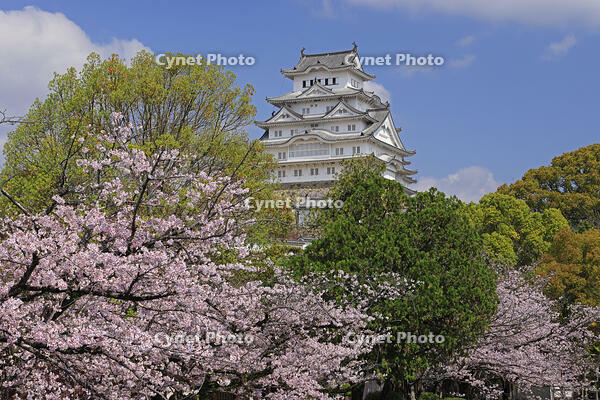 姫路城と桜 [GMA110011962]