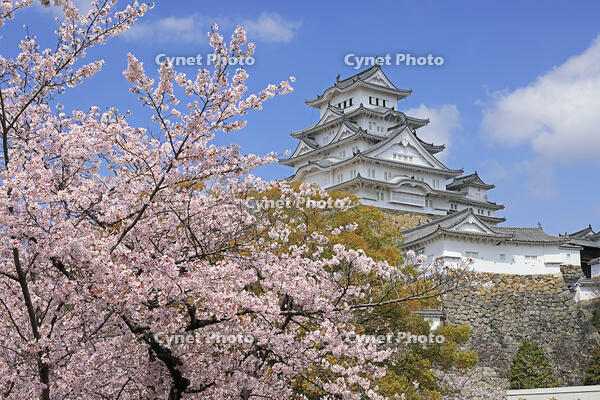 姫路城と桜 [GMA110011964]