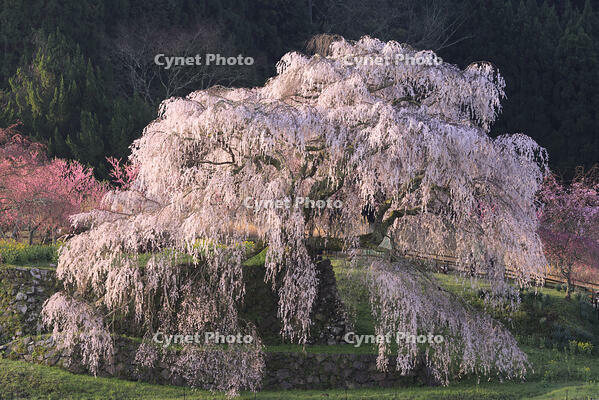 朝焼けの又兵衛桜 [GMA110011969]