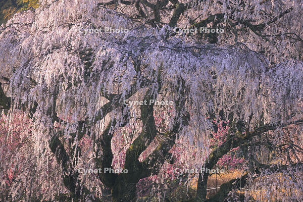 朝焼けの又兵衛桜 [GMA110011970]