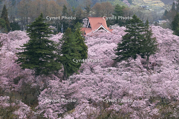 高遠城址公園の桜 [GMA110011977]
