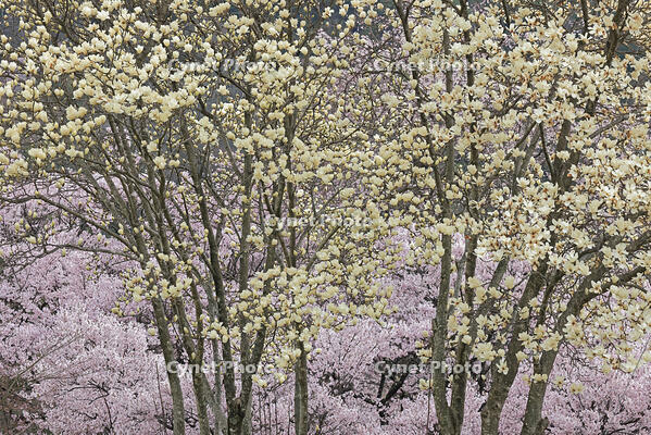 高遠城址公園のモクレンと桜 [GMA110011979]