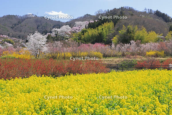 花見山公園の桜と菜の花と花桃 [GMA110011981]