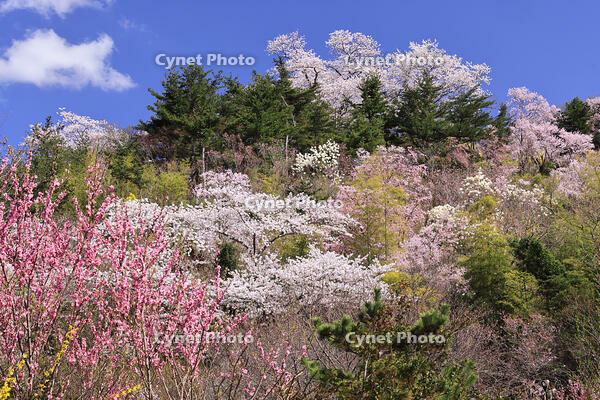 花見山公園の桜と花桃 [GMA110011982]