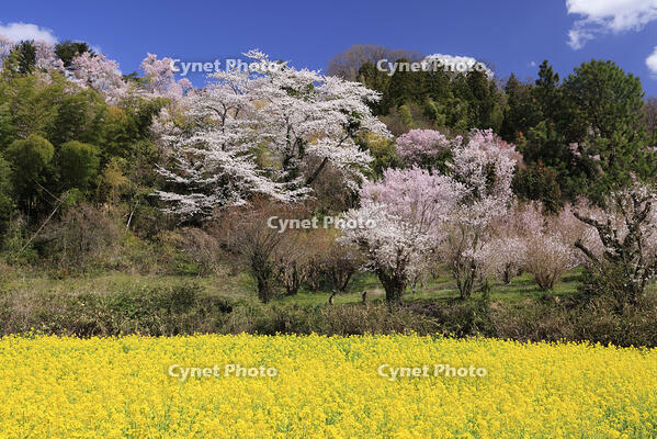 花見山公園の桜と菜の花と花桃 [GMA110011983]