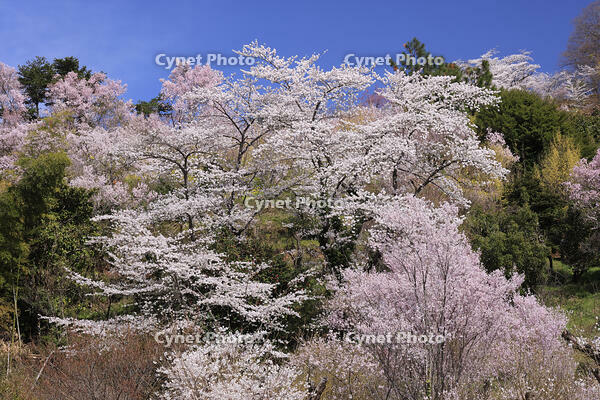 花見山公園の桜 [GMA110011985]