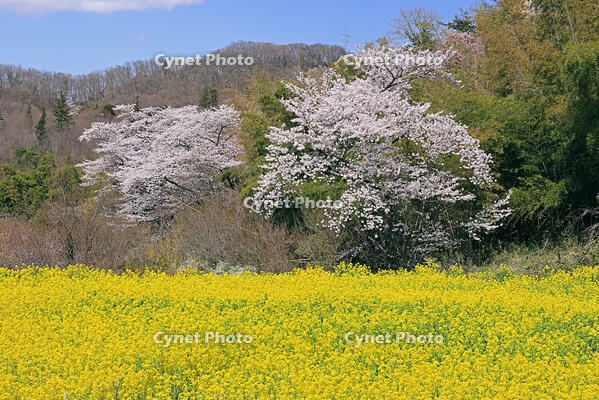 花見山公園の桜と菜の花 [GMA110011986]