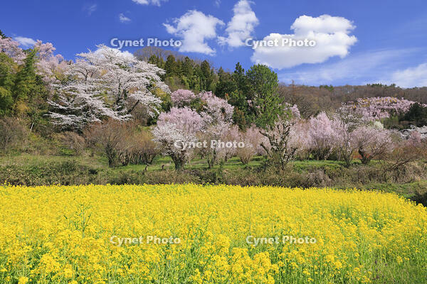 花見山公園の桜と菜の花 [GMA110011987]