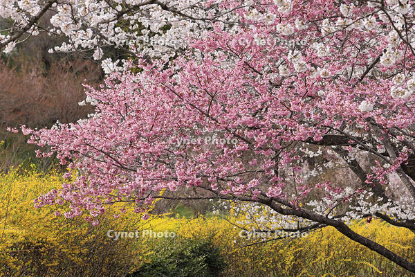 花見山公園の桜と菜の花 [GMA110011988]