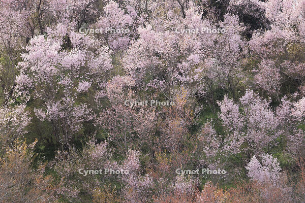 花見山公園の桜 [GMA110011989]