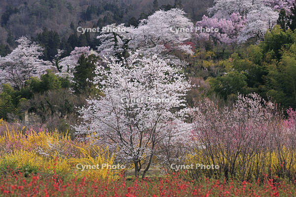 花見山公園の桜 [GMA110011990]