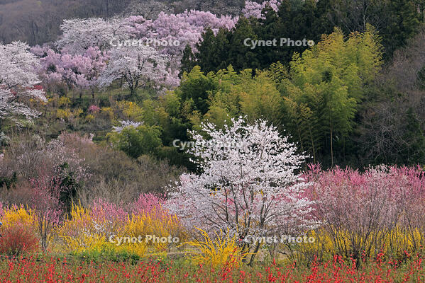 花見山公園の桜と花桃 [GMA110011991]