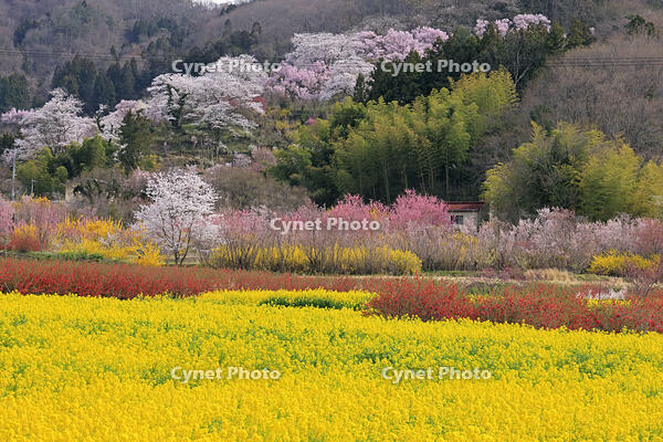 花見山公園の桜と菜の花と花桃 [GMA110011992]