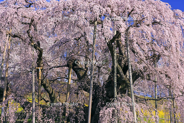 三春の滝桜 [GMA110011999]
