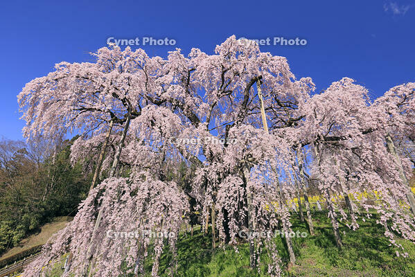 三春の滝桜 [GMA110012003]
