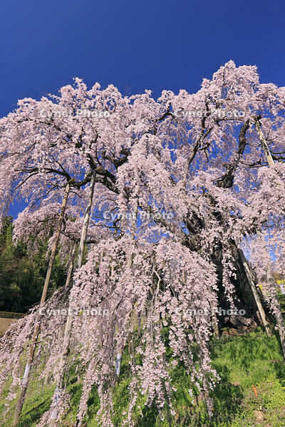 三春の滝桜 [GMA110012004]