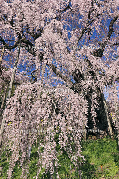 三春の滝桜 [GMA110012005]