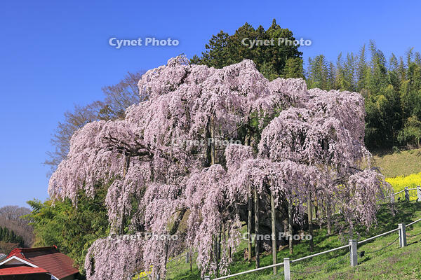 三春の滝桜 [GMA110012006]