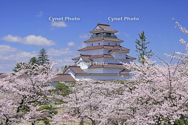 鶴ヶ城と桜 [GMA110012009]
