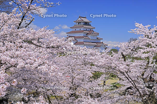 鶴ヶ城と桜 [GMA110012011]