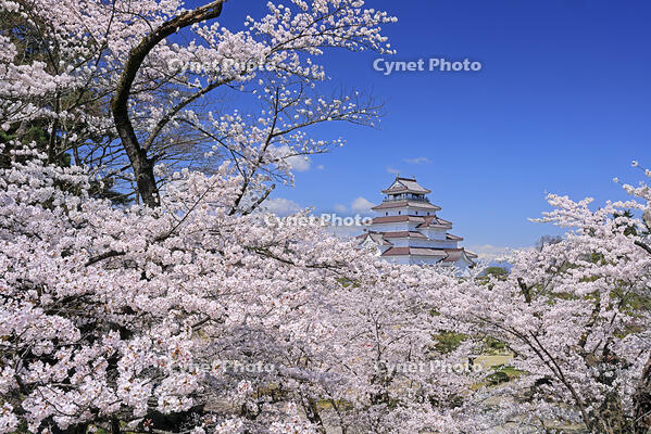 鶴ヶ城と桜 [GMA110012012]