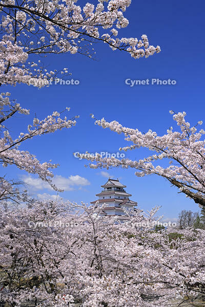 鶴ヶ城と桜 [GMA110012013]