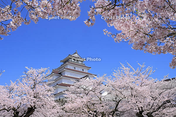 鶴ヶ城と桜 [GMA110012015]
