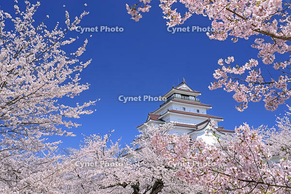 鶴ヶ城と桜 [GMA110012019]