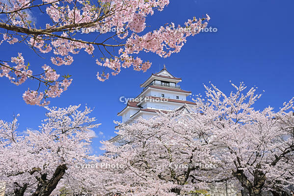 鶴ヶ城と桜 [GMA110012020]