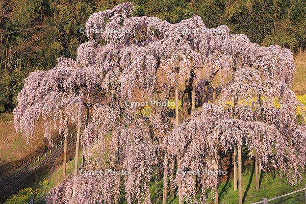 朝の三春の滝桜 [GMA110012028]