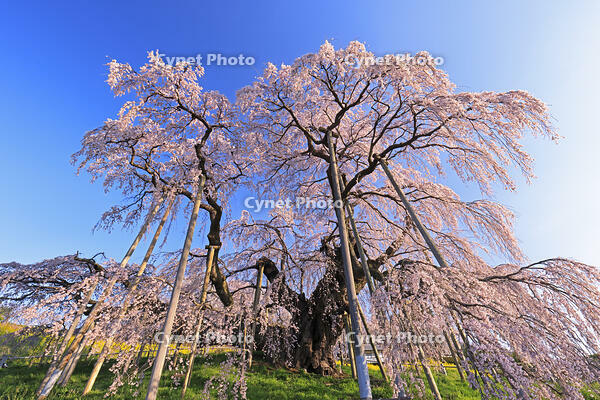 三春の滝桜 [GMA110012031]