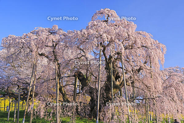 三春の滝桜 [GMA110012032]