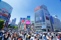 新緑の渋谷のスクランブル交差点 [THI110053104]
