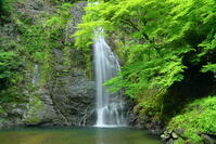 新緑の箕面の滝 [THI110053294]