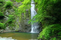 新緑の箕面の滝 [THI110053297]