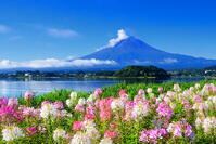 クレオメの花咲く河口湖と夏の富士山 [THI110053299]