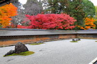 紅葉の龍安寺の石庭　 [THI110053302]