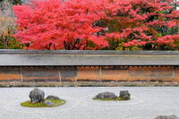 紅葉の龍安寺の石庭　 [THI110053303]