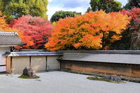 紅葉の龍安寺の石庭　 [THI110053304]