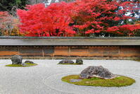 紅葉の龍安寺の石庭　 [THI110053306]
