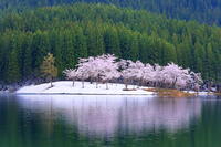 中子の桜　 [THI110053320]