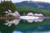 中子の桜　 [THI110053324]