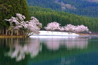 中子の桜　 [THI110053325]